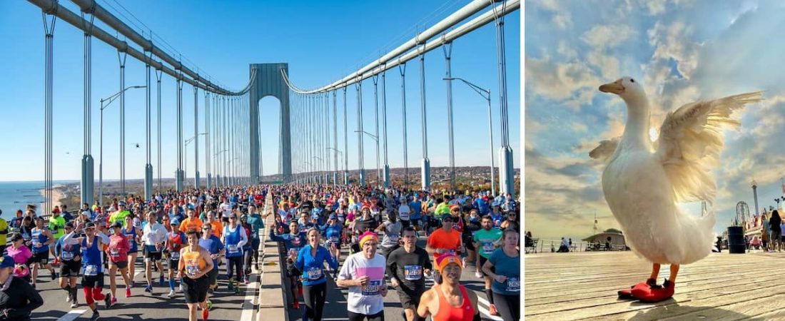 Wrinkle: la pata corrió la maratón de Nueva York y se robó la atención, y el corazón, del público