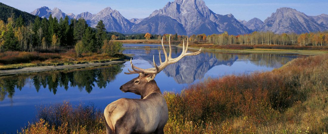 yellowstone-teton-elk-sunset