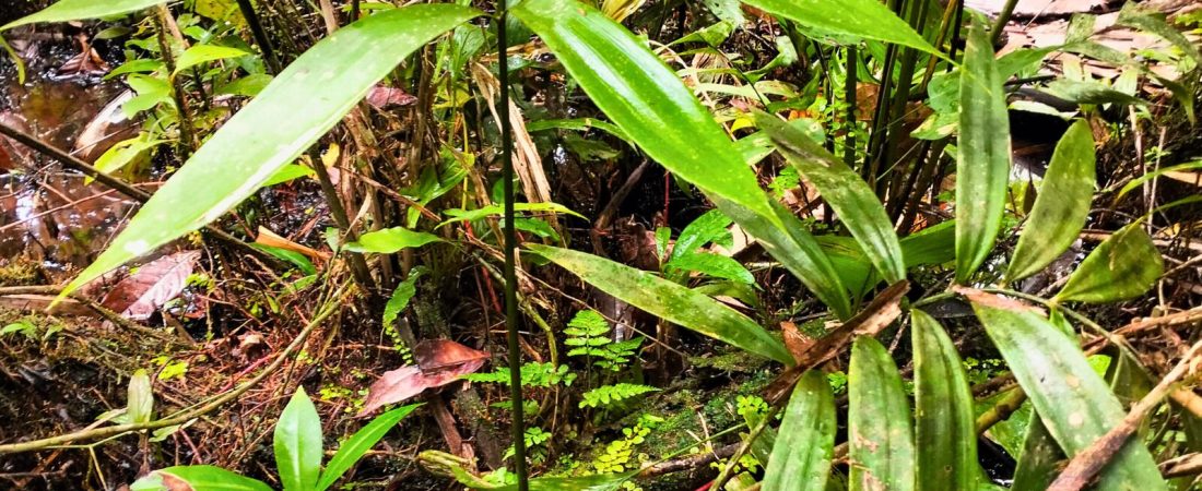 Z6LUUPRJCZDMFBRYVMODANG6UM