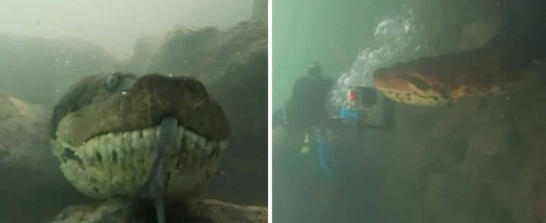 a-scuba-diver-comes-face-to-face-with-a-seven-meter-long-giant-anaconda