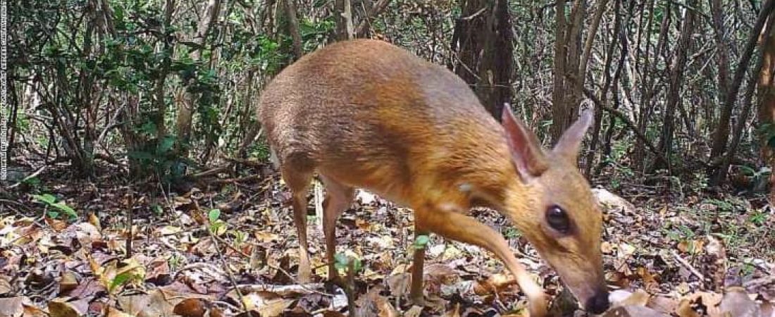 a-small-brown-animal-a-camera-trap-photo-of-a-silver-backed-chevrotain-a-deer-like-creature-that-was_652253_