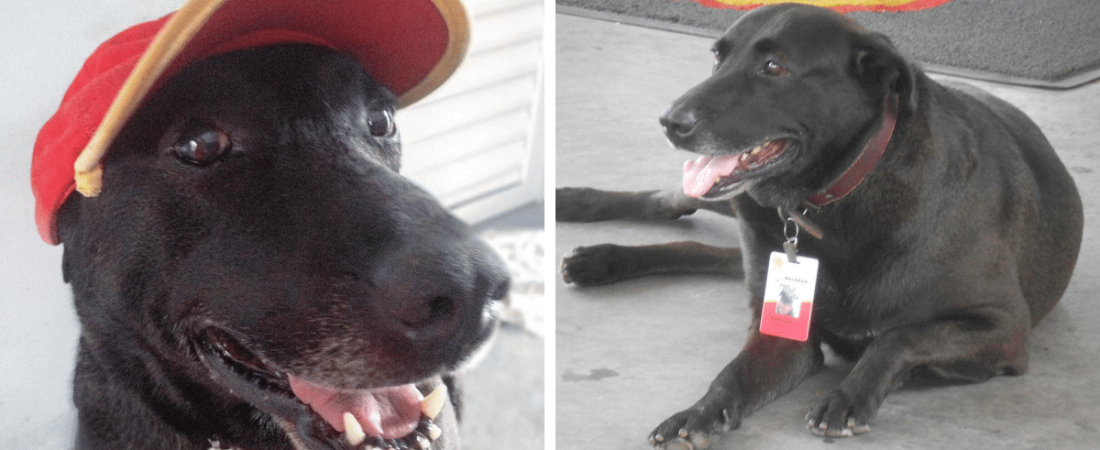 abandoned-dog-gas-station-employee-negao-brazil-fb