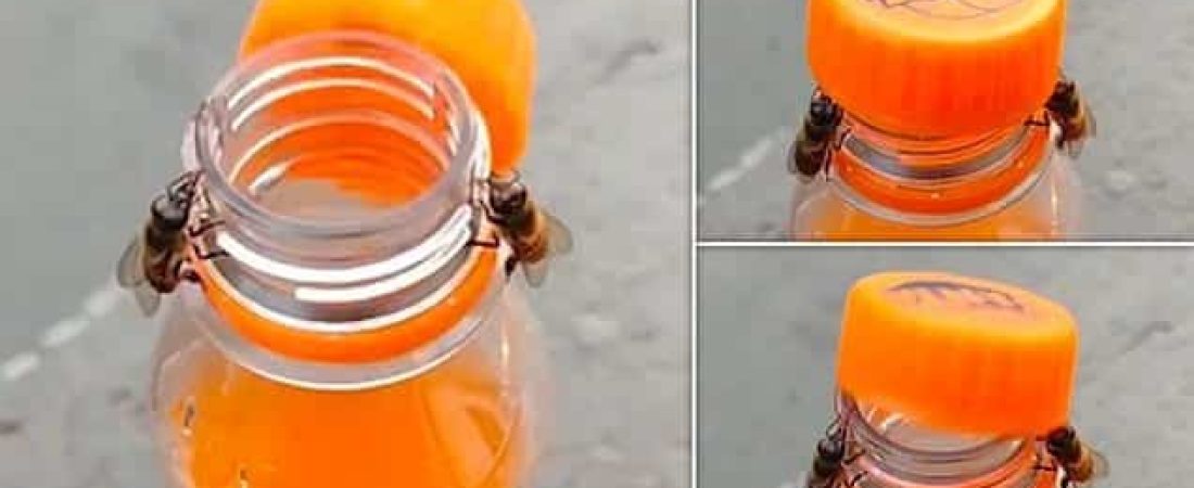 Un asombroso video muestra a dos abejas abriendo una botella de Fanta