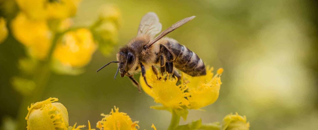 Un grupo de científicos de Países Bajos entrenaron abejas para que puedan detectar COVID-19 en cuestión de segundos