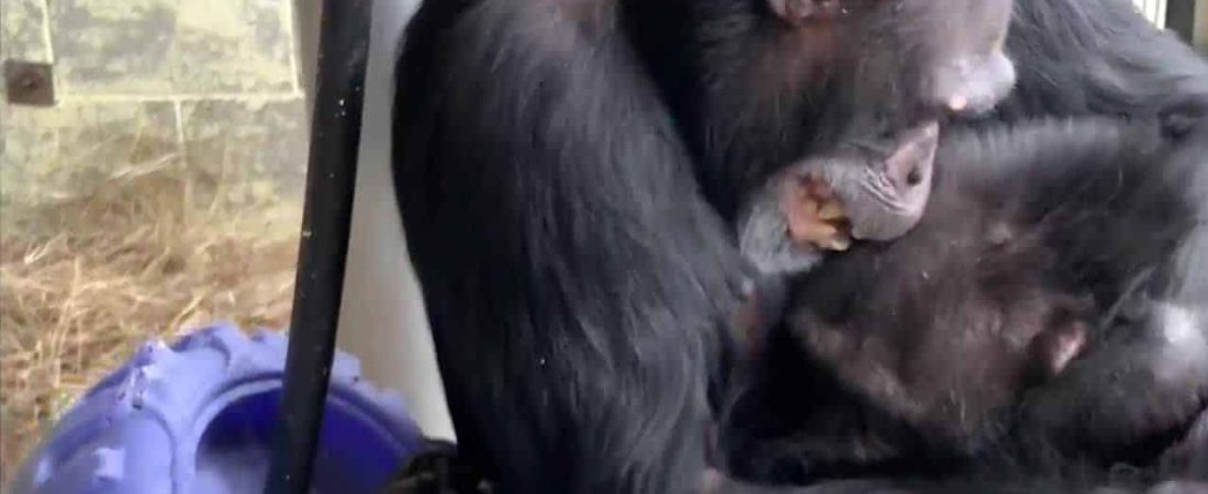 abrazo entre chimpancés