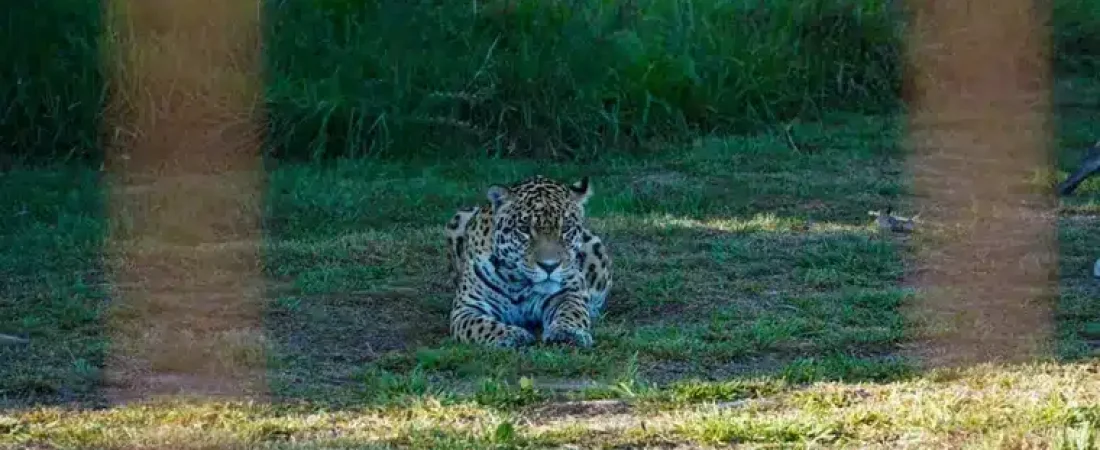 acai-se-convertira-la-segunda-yaguarete-silvestre-ser-translocada-objetivos-conservacion-foto-parques-nacionales
