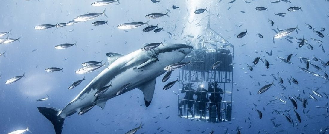 A 20ft long Great White Shark dwarfs a research cage as it swims through a spool of shimmering mackerel.  The giant shark, which weighs more than two tonnes, can be seen circling the shark cages time and time again.

The photos, captured off of the Guadalupe Islands, Mexico, were taken for a shark identification project by Water Safety Specialist John Maher.  The 35-year-old from La Jolla, California, travelled more than 24 hours on the research vessel and spent three days documenting the different Great Whites.  SEE OUR COPY FOR DETAILS.

Please byline: John Maher/Solent News

© John Maher/Solent News & Photo Agency
UK +44 (0) 2380 458800