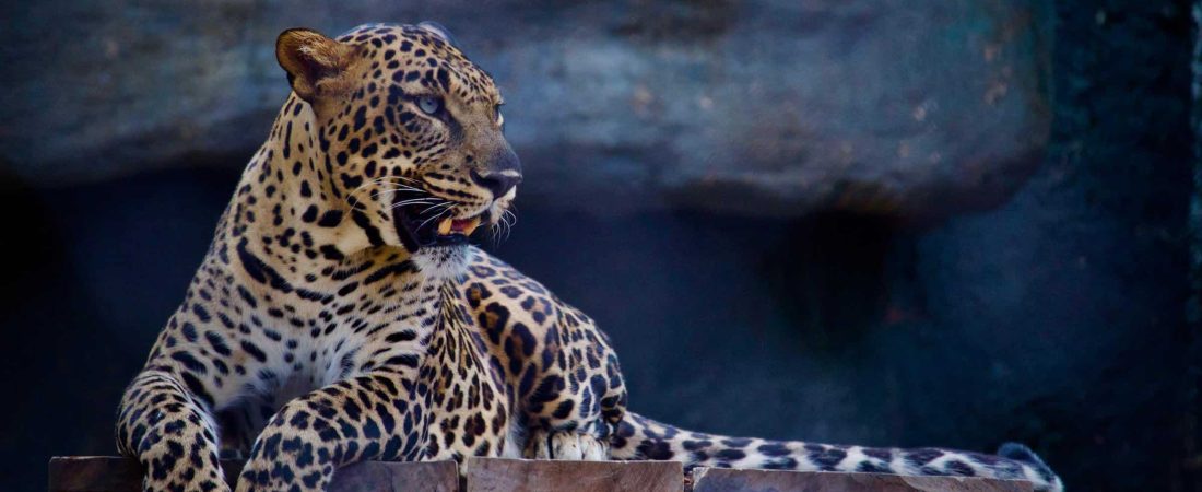 Un leopardo ingresó a un restaurante en Sudáfrica y fue filmado por una de las personas que se encontraba allí