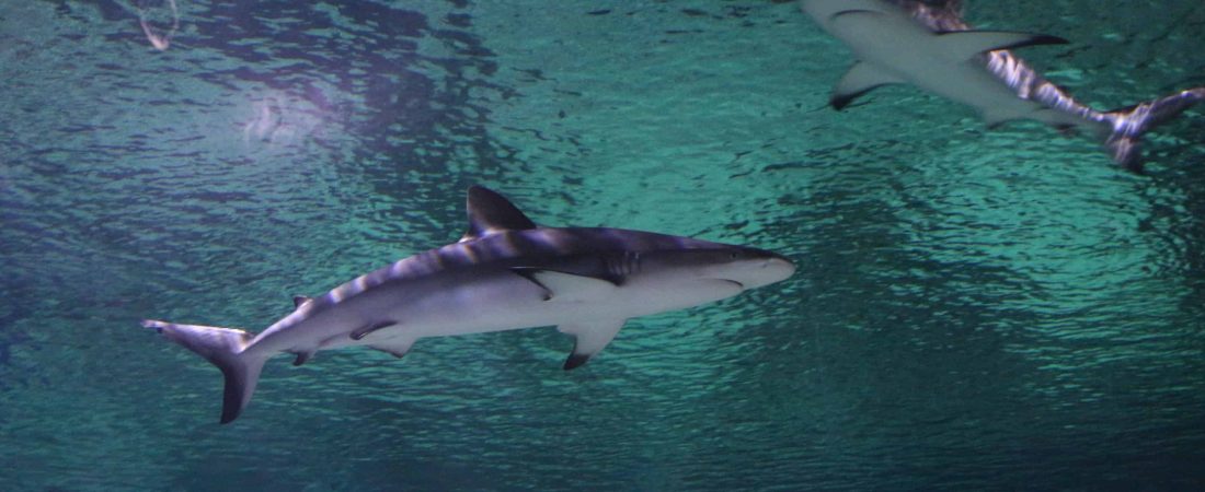 Biólogos encontraron un tiburón sin piel que estaba nadando por el Mediterráneo