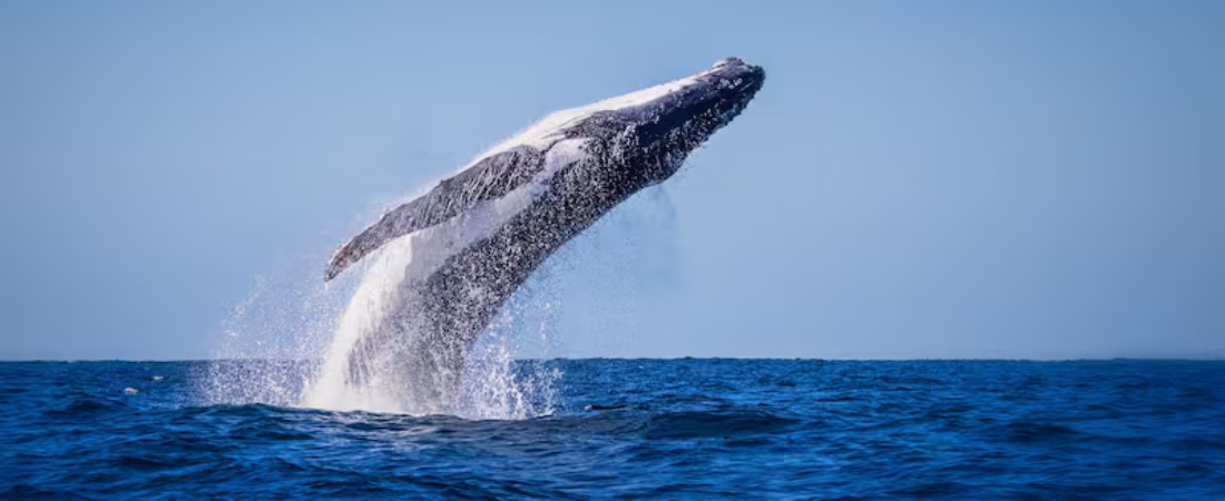 adulthumpbackwhalebreachingoutofthewaterona-KWFQ4TYIKRCULC3UKMNUNVHBDI