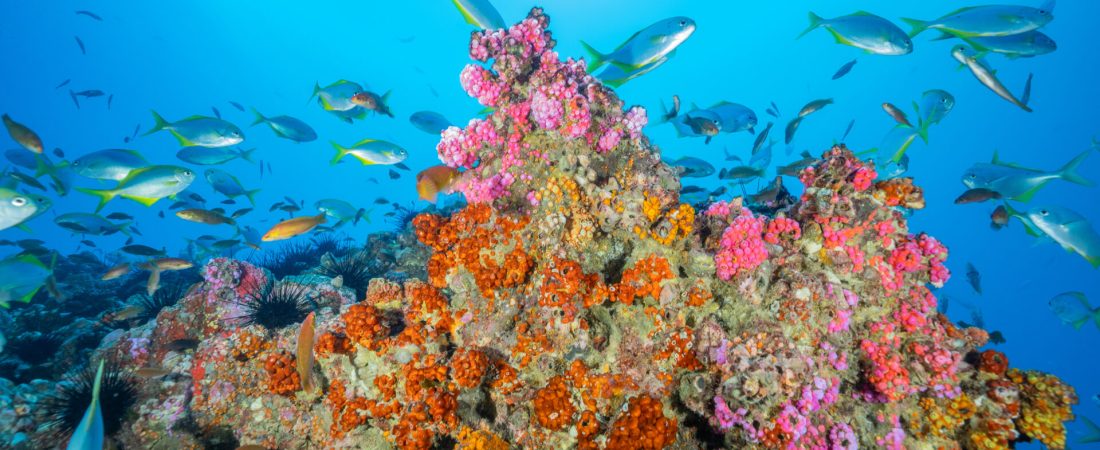 aguasprotegidaschile-max-bello-3