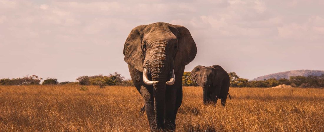 Se conoce la probable causa de muerte de más de 300 elefantes en Botswana y está relacionada al cambio climático