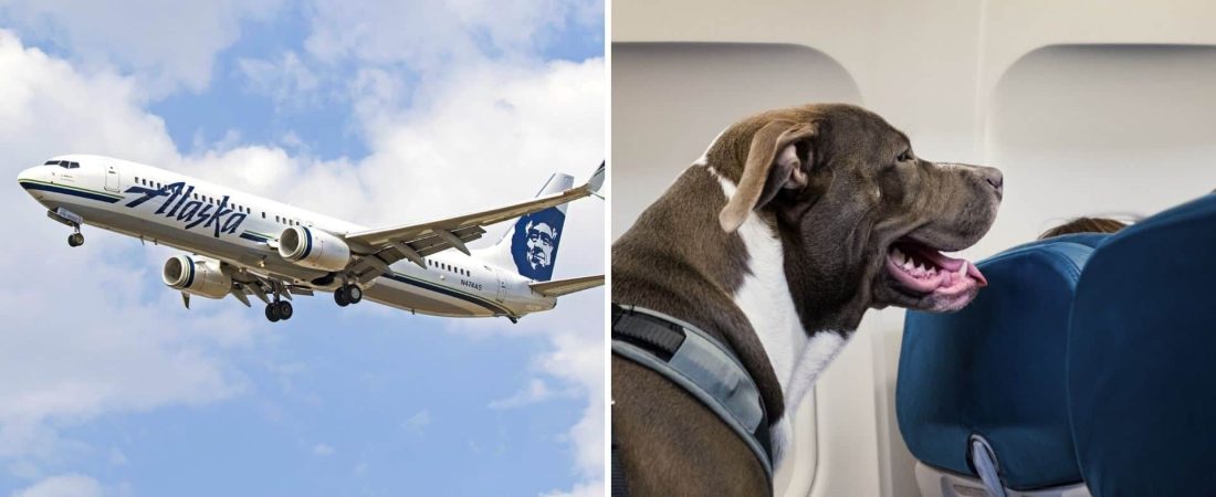 La aerolínea Alaska Airlines tomó la decisión de quitarles los privilegios a los animales de apoyo emocional en todos sus vuelos