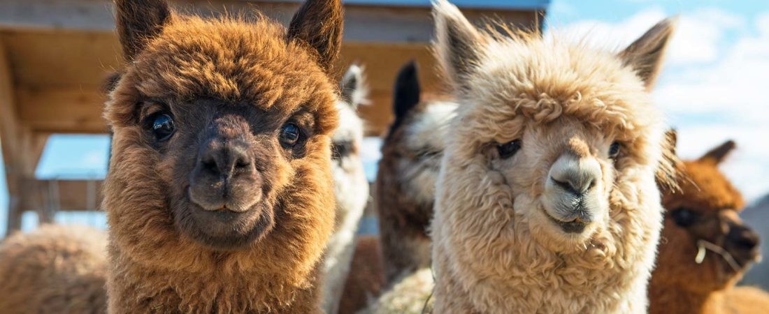 Alpacas