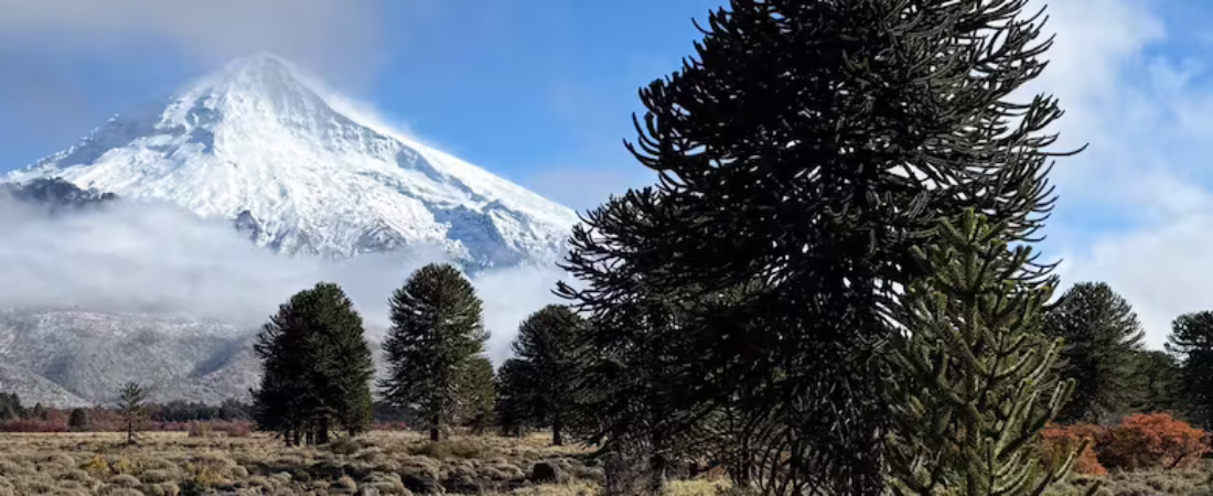 araucarias-en-el-camino-hacia-el-paso-tromen-ENLP7KT3VBETFHWID7LHADTEEA