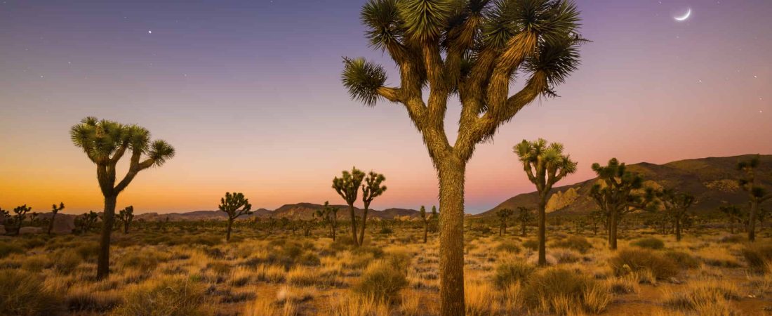 Árbol de Josué: este árbol californiano podría ser el primero en entrar al grupo de especies protegidas