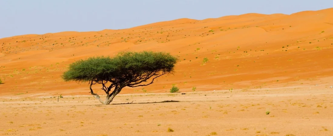 arbol-en-un-desierto