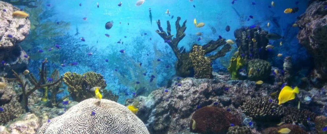 Australia: un estudio reveló que la Gran Barrera de Coral se encuentra en estado crítico