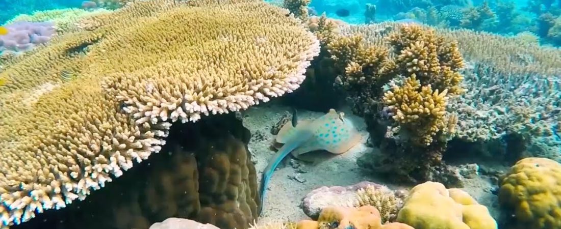 arrecifes-de-coral-bahamas-1