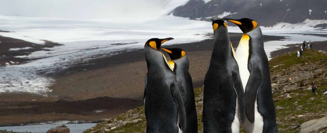 Un nuevo reporte muestra que el Ártico está cada vez más verde, más cálido y con menos hielo