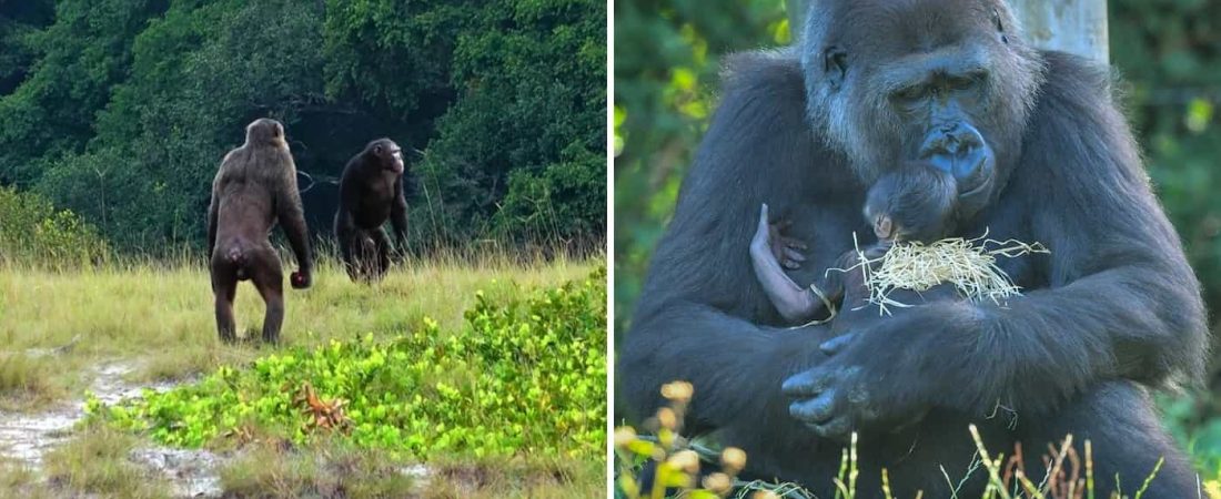 Por primera vez se observó un ataque mortal de chimpancés hacia gorilas y estudian su relación con el cambio climático