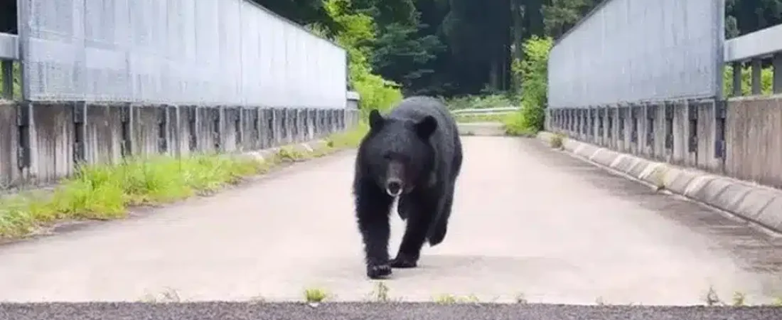 ataque-osos-el-norte-japon