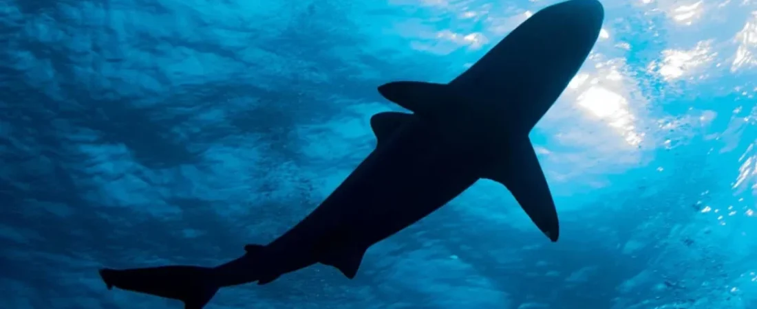 ataque-tiburon-1024x576