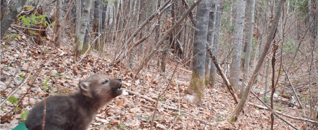 aullido-de-cachorro-de-lobo-video-1