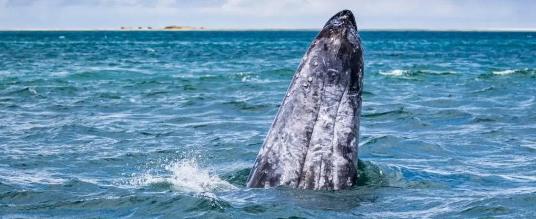 avistamiento_de_ballenas_grises_descubre_los_lugares_donde_verlas_en_baja_california_sur-focus-0-0-1200-600