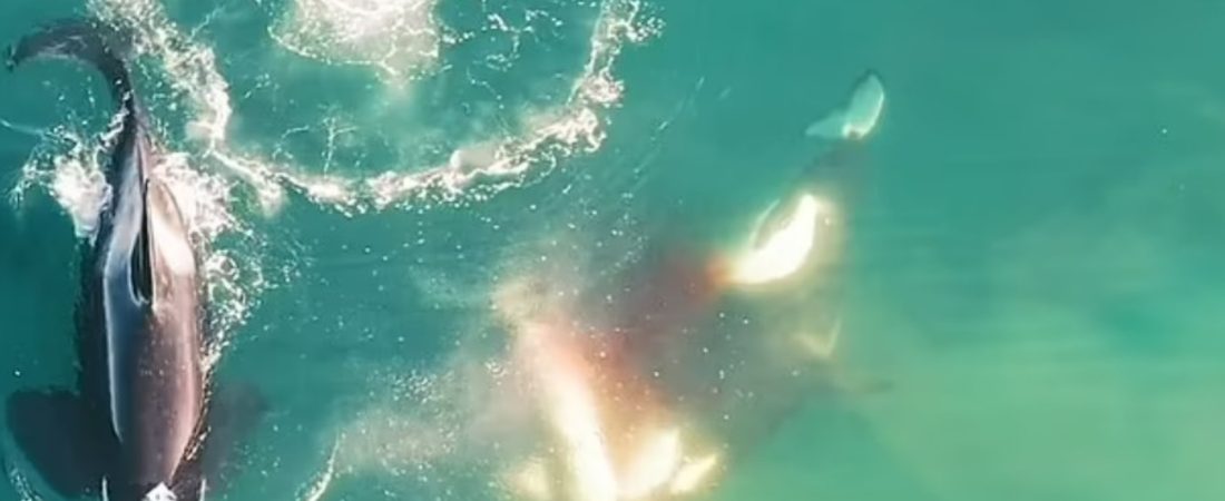 b_p6l61Hv_2000x1500__1