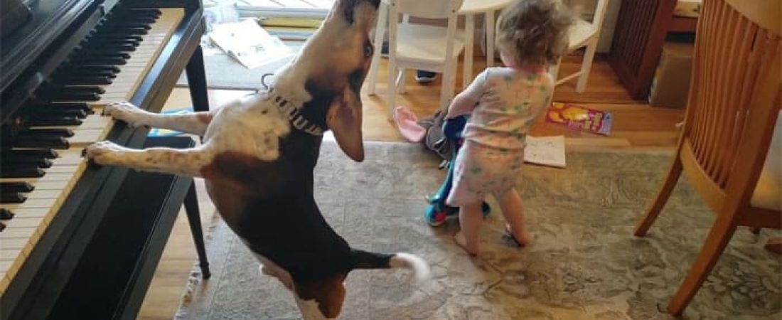 baby-dancing-dog-playing-piano-18-5d9adff83e27b__700