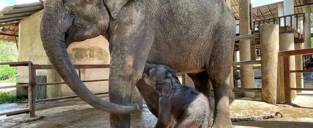 baby-elephant-first-bath-2