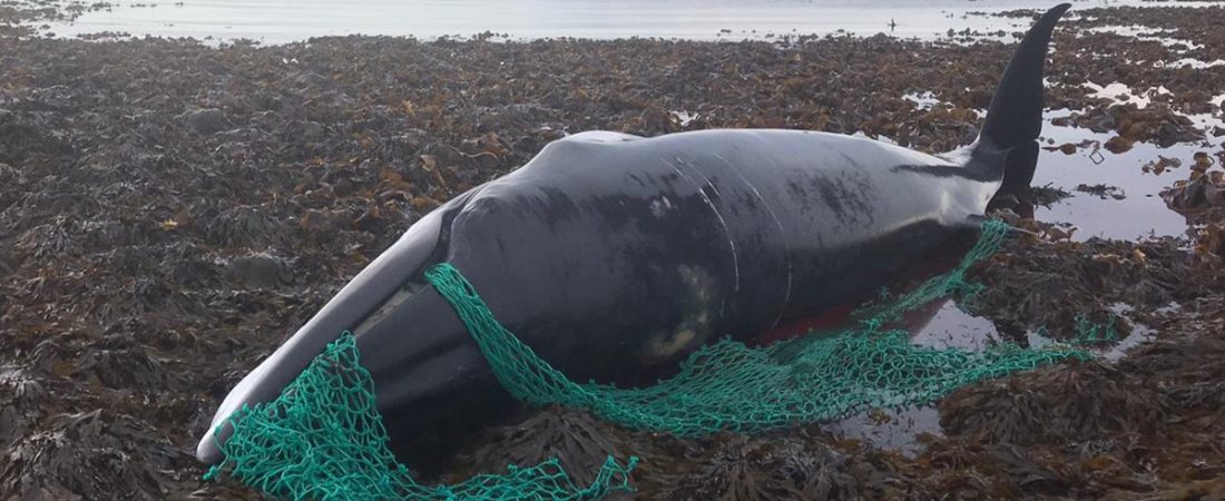 ballena-atrapada_924298ae_1200x630