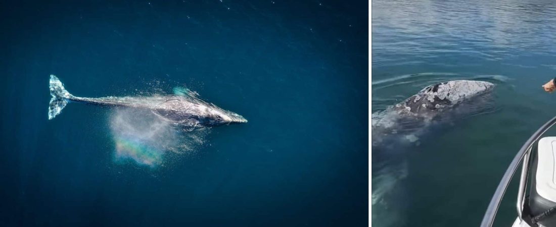 Una ballena gris que se encontraba perdida fue vista por primera vez desde las cosas francesas del Mediterráneo