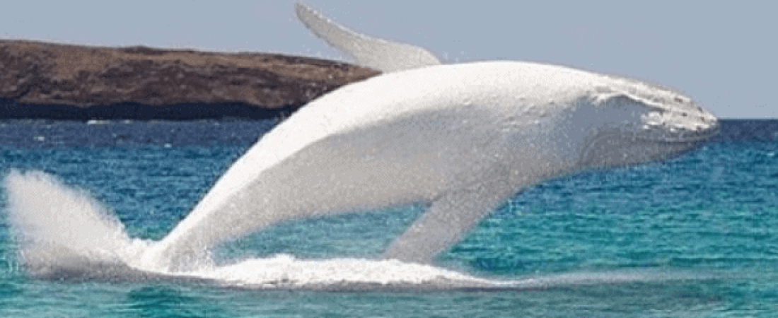 ballena jorobada blanca