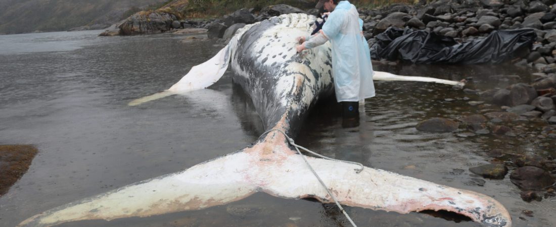 ballena-jorobada-natales-ong-panthalassa