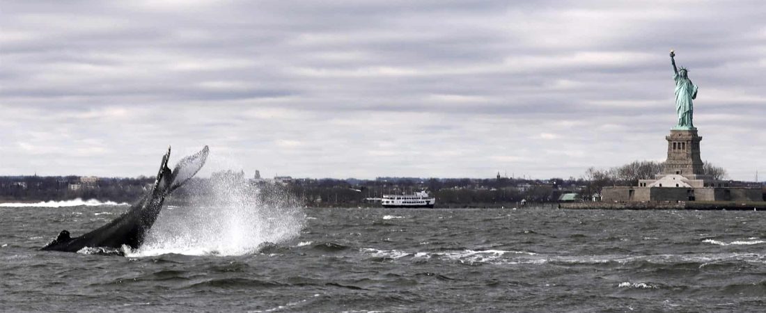 Estados Unidos: una ballena jorobada fue vista nadando cerca de la Estatua de la Libertad, en Nueva York