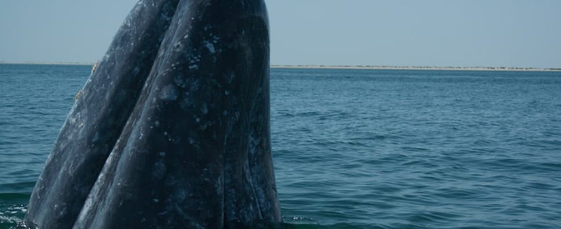 ballena en mexico