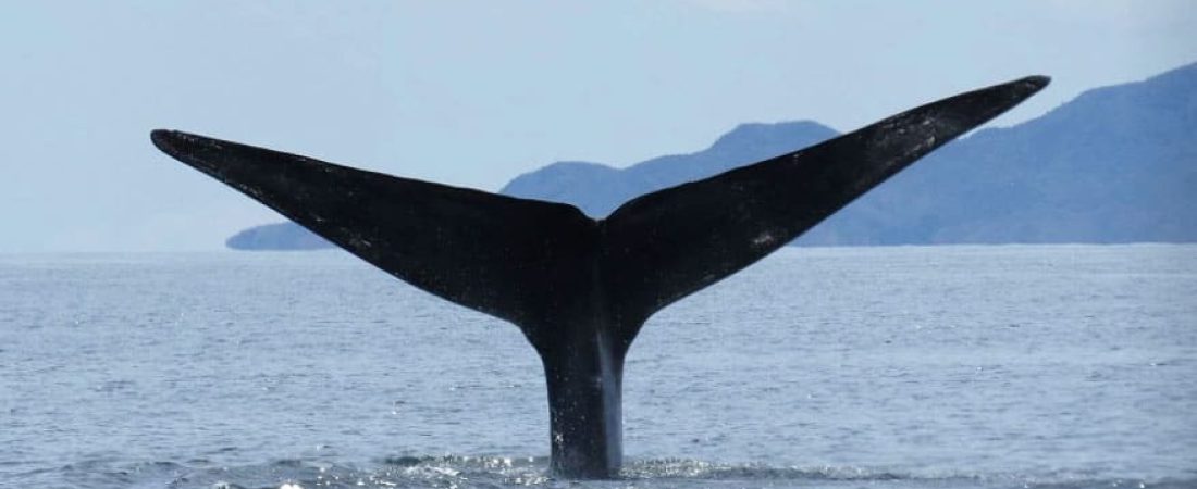 ballena