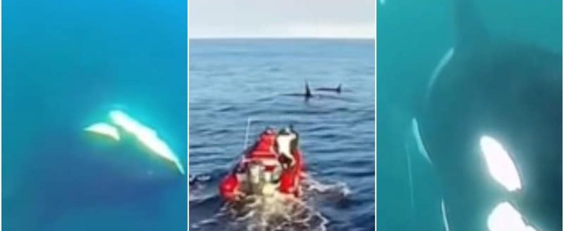 ballena1