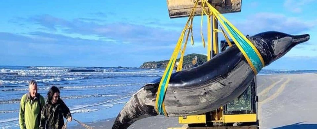 ballenas con dientes de pala