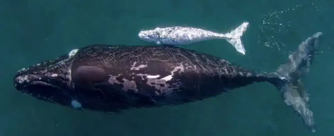 ballenas-crias-1024x564-1