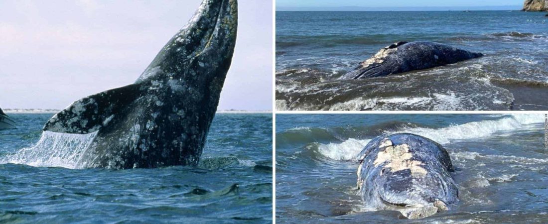 En tan solo 8 días aparecieron cuatro ballenas grises muertas en una bahía de California, Estados Unidos