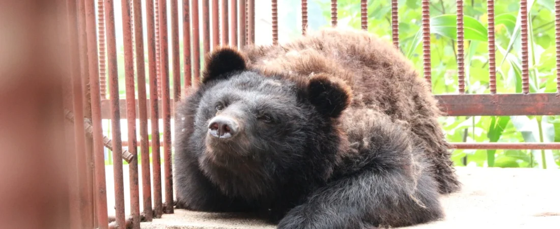 bear_bile_south_korea