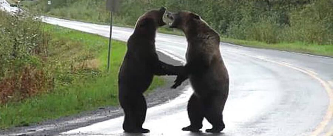 bears-fighting (1)