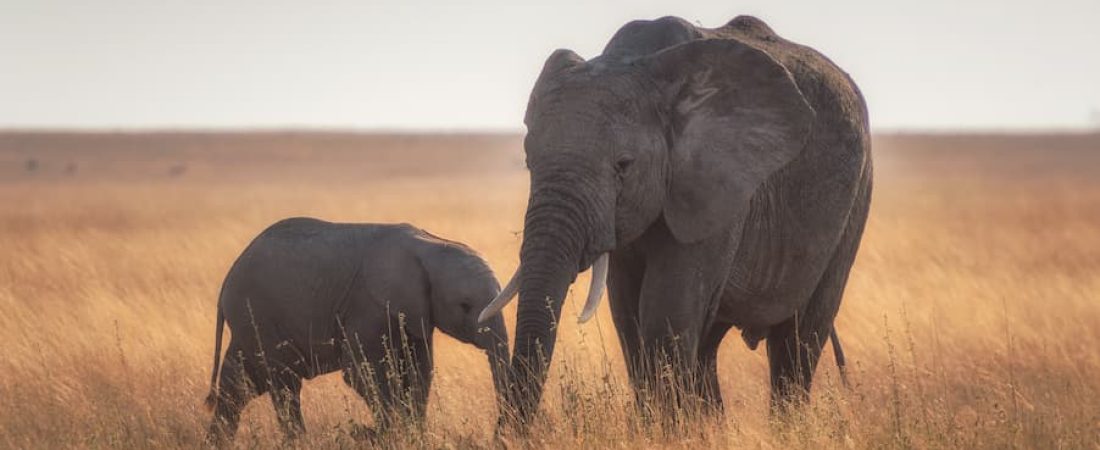 bebe elefante