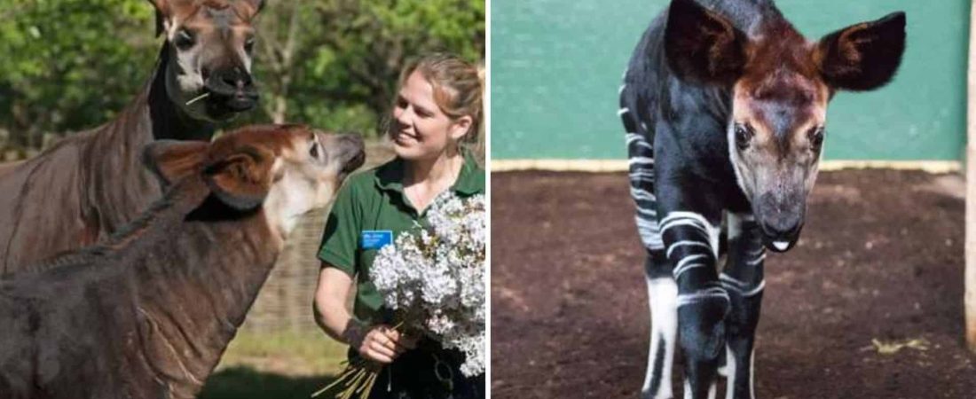 El zoológico de Londres celebró el nacimiento de un okapi cuya especie se encuentra en peligro de extinción