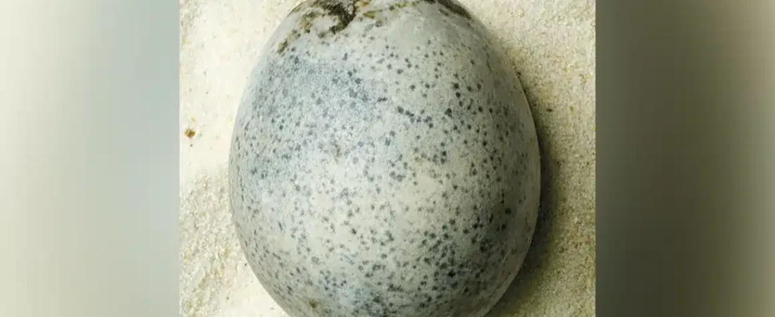 berryfields-roman-egg-copy