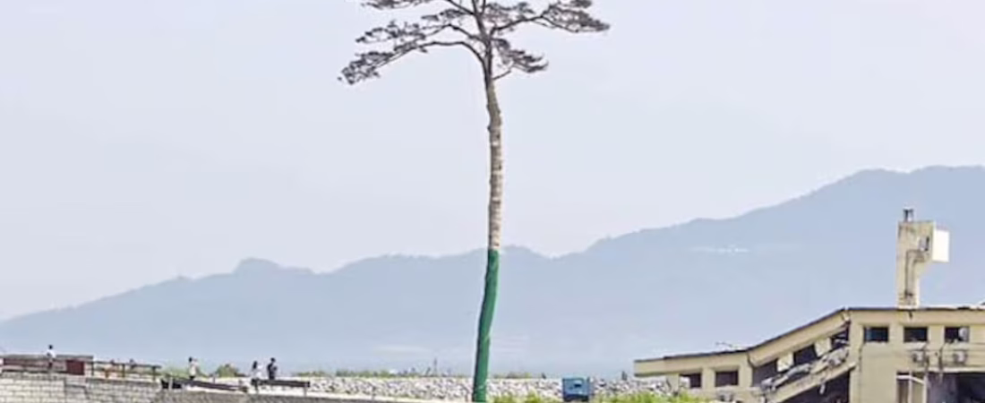bien-firme-el-arbol-de-la-esperanza-permanece-estoico-en-japon-AS36MVIFFNKASSRM4GAHGT5G6I