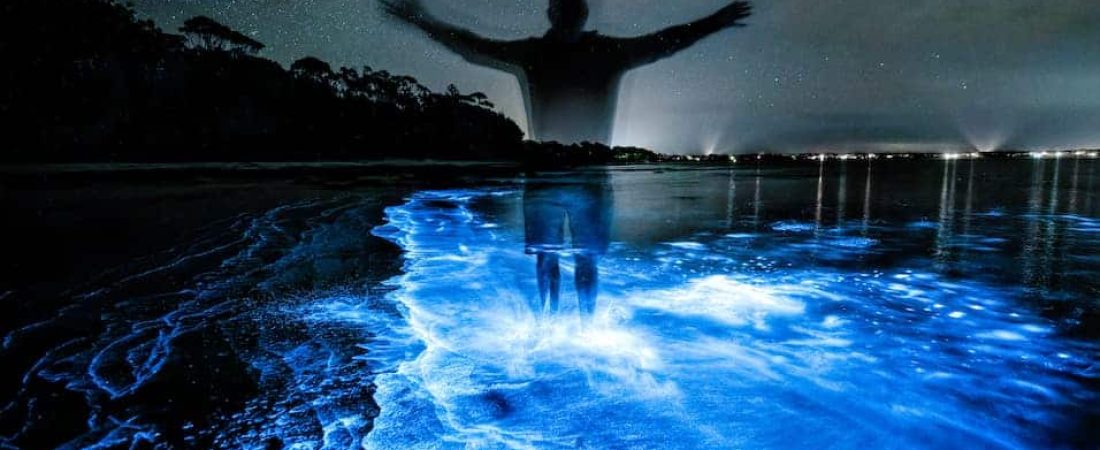 bioluminicencia